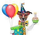 birthday dog with balloons and a cupcake