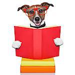 school dog reading a big red book