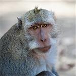Portrait of wild adult monkey - Macaca fascicularis