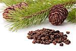 Siberian pine nuts and needles branch on white background