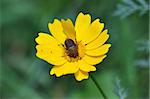 Beetle and tiny red velvet mites on yellow blooming flower. Spring season.