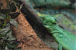 Green plumed basilisk reptile on branch. Also known as jesus lizard as it is able to run short distances across water surface.