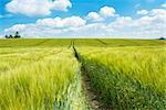 Organic Green spring grains field with rails from the tractor