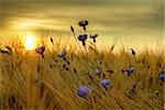 summer sunset over grass field with shallow focus