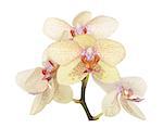Yellow orchid flowers. Isolated on white background