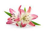 Two pink lily. Isolated on white background