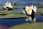 The water yellow-white lily