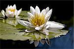 The rare water yellow-white lily