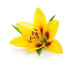 Yellow lily. Isolated on white background