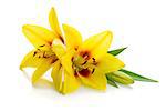 Two yellow lily. Isolated on white background