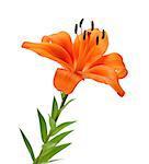 Orange lily. Isolated on white background