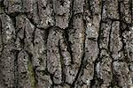 old oak bark texture, grunge horizontal photo