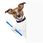 dog with big white teeth with  a toothbrush behind banner placard