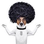 afro look dog with very big curly black hair