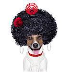 spanish flamenco dog with very big curly hair and big smile