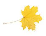 Autumn yellow maple leaf. Isolated on white background