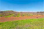 Rows of Vines on the Field in Golan Heights, Early Spring