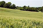 Field of green wheat in Kent countryside with oasthouses just visible in the distance