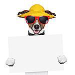 funny summer dog holding a blank banner