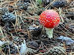 fly agaric in forest