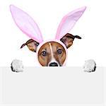 easter dog with  bunny ears holding a placard from behind