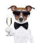 cheers dog with  a glass of champagne