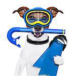 scuba dog with tins snorkel and goggles