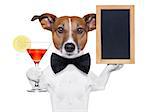 funny dog with a cocktail holding a   blank blackboard