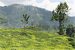 Fresh green tea plantation field at mountains of Nuwara Eliya, Sri Lanka, Ceylon