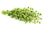 Bunch of fresh Oregano herb /  isolated on white background