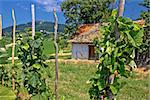 Traditional vineyard and cottage in Kalnik mountain area, Croatia