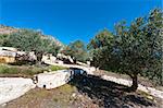 Olive Grove on the Slopes of the Hills of Galilee