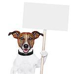 dog holding an empty placard and licking empty placard and smiling