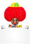 clown dog with red wig and hat holding a banner