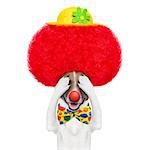 clown dog with red wig and hat hiding and covering both eyes