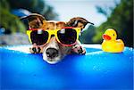 dog on  blue air mattress  in water refreshing