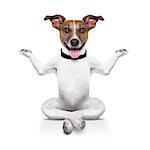 yoga dog sitting relaxed with happy face