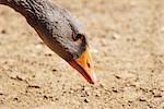 Closeup of greylag goose bending to the ground to feed