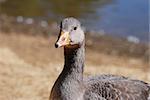 Young greylag goose by the water