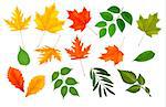 Big collection of colorful leaves. Vector illustration.