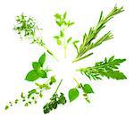 Circle Border of Different  Fresh Spice Herbs  isolated on white background / Basil, Chive, Majoram, Oregano, Parsley, Thyme, Rucola and Rosemary