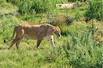 Female liger (lion and tiger hybrid) walking over the green grass