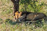 Male lion have daily sleep under the tree