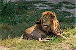Male lion lying on the grass near shadow