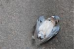 Road kill - a wood pigeon - lies in the road