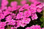 Close-up of Pink Blossoms in Spring, Bavaria, Germany