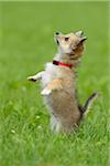 Close-up of Chihuahua Puppy Outdoors in Summer, Bavaria, Germany