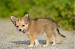 Close-up of Chihuahua Puppy Outdoors in Summer,  Bavaria, Germany