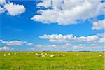 Sheep in Meadow in Summer, Toenning, Eiderstedt Peninsula, Schleswig-Holstein, Germany