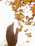 Human hand reaching for a leaf in the autumn, brightly lit